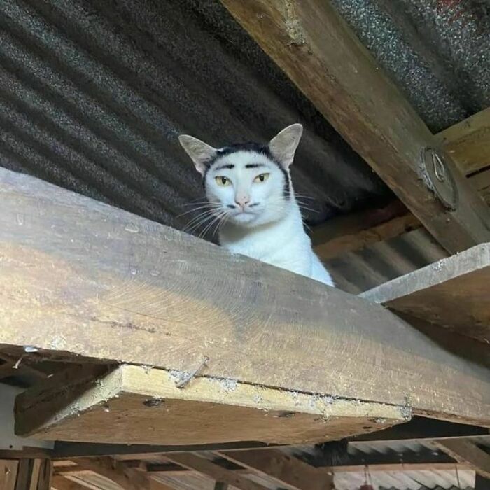 Cat with unique fur pattern resembling human-like eyebrows in an awkward photo that is almost too painful to look at