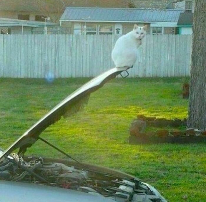 White cat awkwardly perched on the raised hood of a car in a grassy backyard, creating an awkward photo moment.
