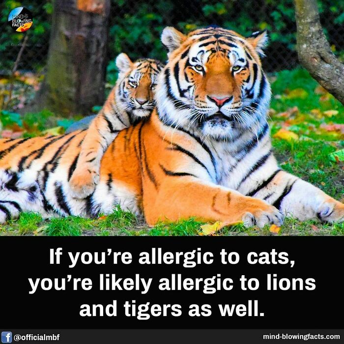 Tigers lounging, highlighting a fascinating fact about allergies to cats.