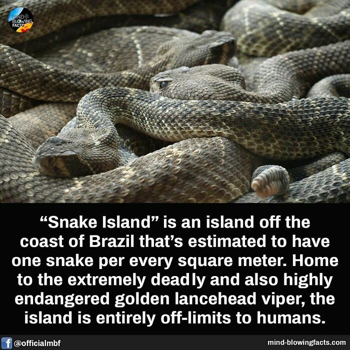 Snakes on Brazil's Snake Island, habitat of the golden lancehead viper, highlighting fascinating facts about wildlife.
