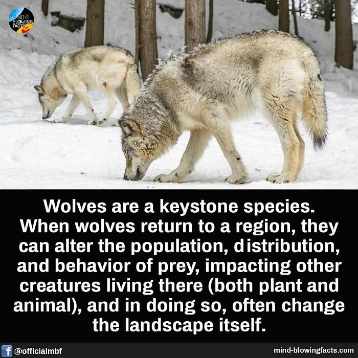 Two wolves in a snowy forest, illustrating the keystone species concept from fascinating facts.