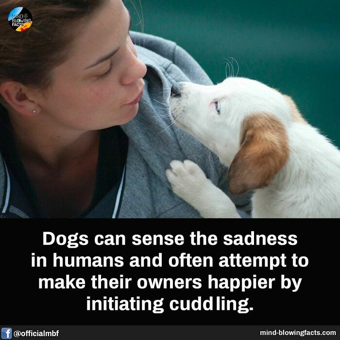 Woman and puppy sharing a tender moment; dogs sense human emotions and offer comfort, a fascinating fact.