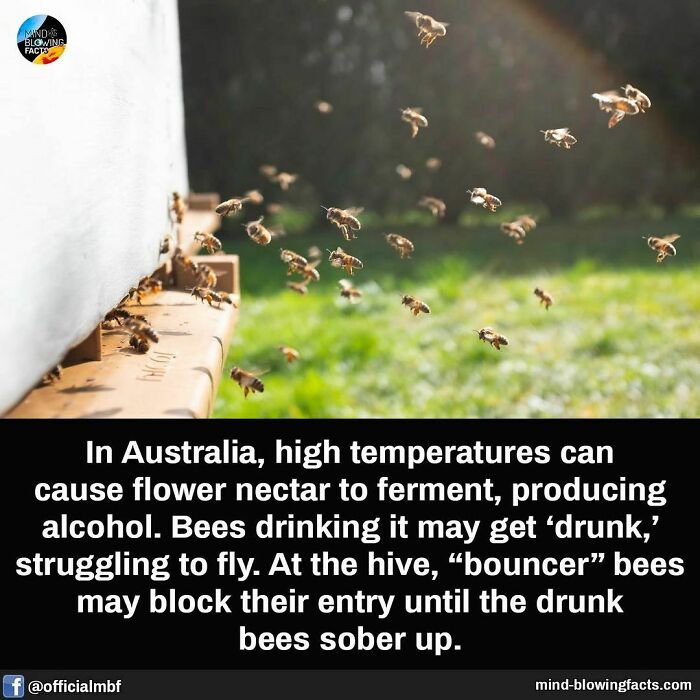 Bees flying near a hive in Australia, affected by fermented flower nectar.