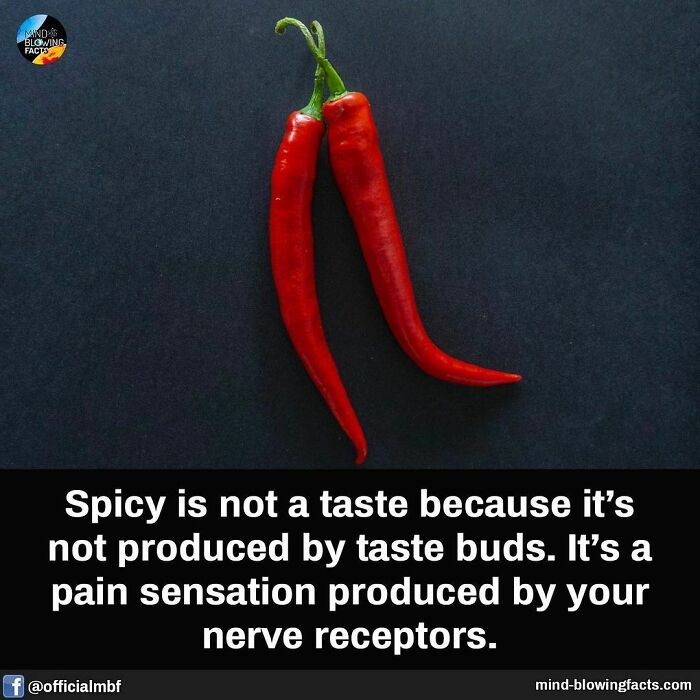 Pair of red chili peppers on black background with fact about spicy sensation, highlighting fascinating facts.
