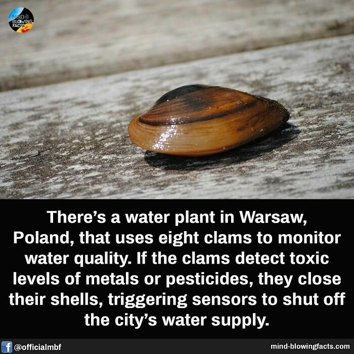 Clam used for monitoring water quality in Warsaw water plant, detecting toxins to ensure safety.