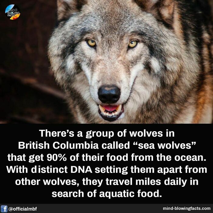 Sea wolf with distinct features, thrives on aquatic food in British Columbia.