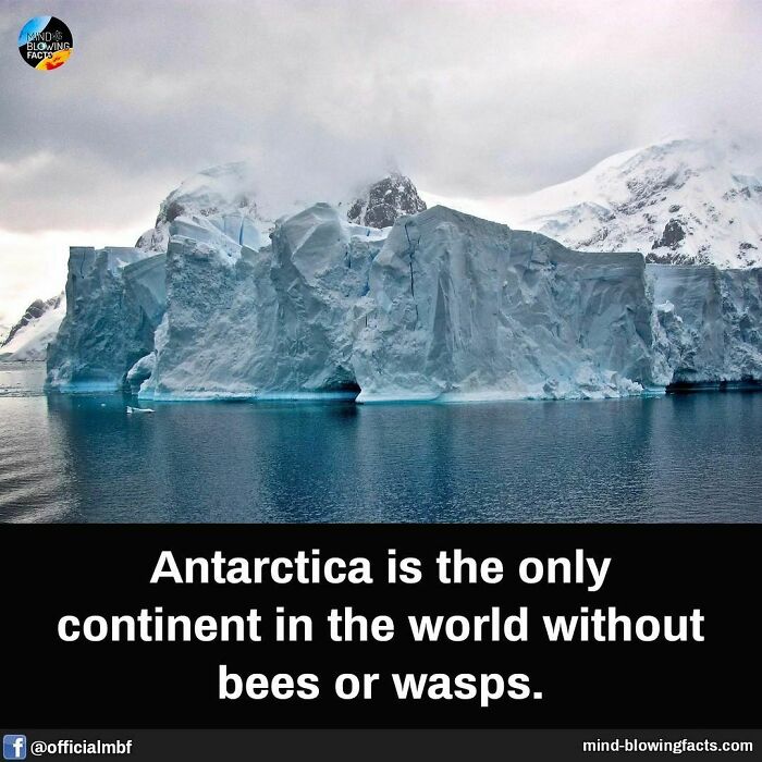Antarctic iceberg with text about the continent having no bees or wasps, linking to fascinating facts.