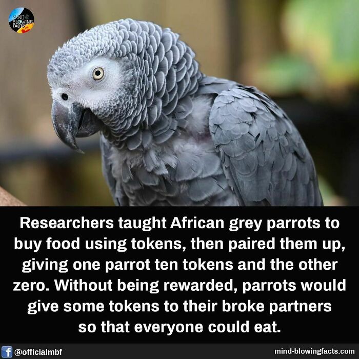 African grey parrot engaged in token exchange experiment, highlighting fascinating animal intelligence.