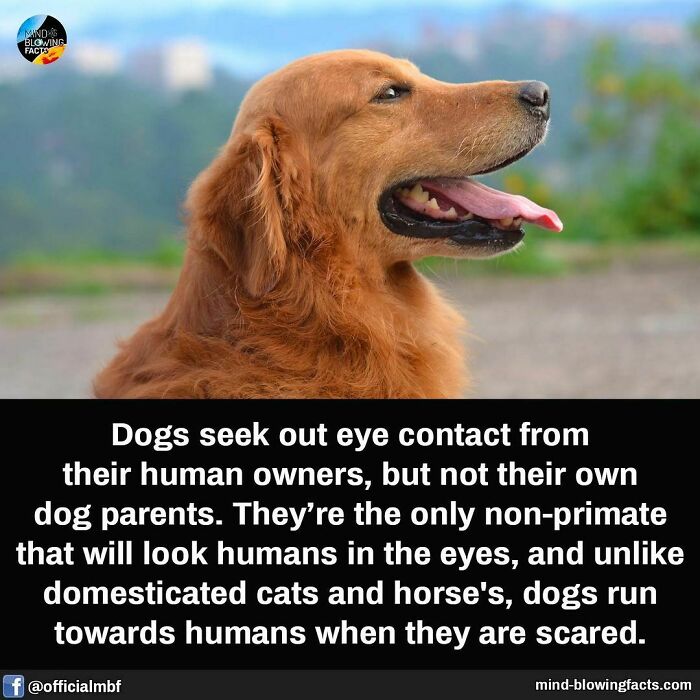 Golden retriever looking alert with tongue out, against a blurred natural background, highlighting fascinating dog fact.