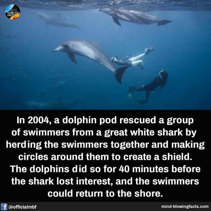 Dolphins protect swimmers from a shark by forming a circle, a fascinating fact showcasing their intelligence and teamwork.