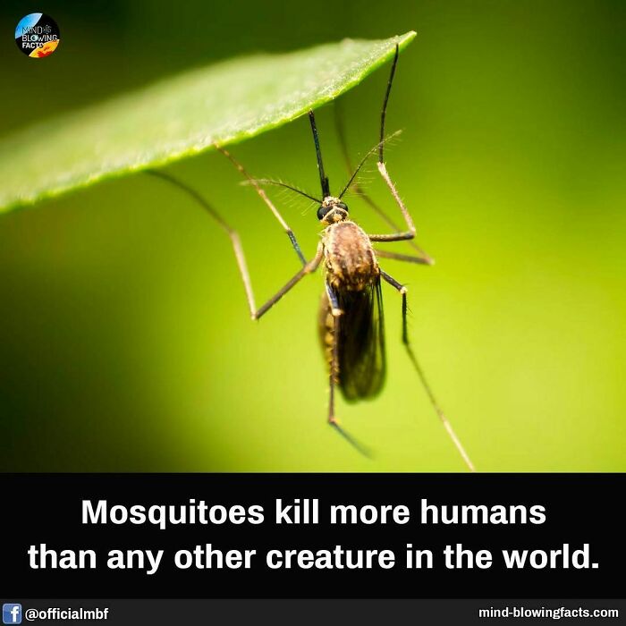 A mosquito on a leaf, illustrating a fascinating fact about their impact on human health.