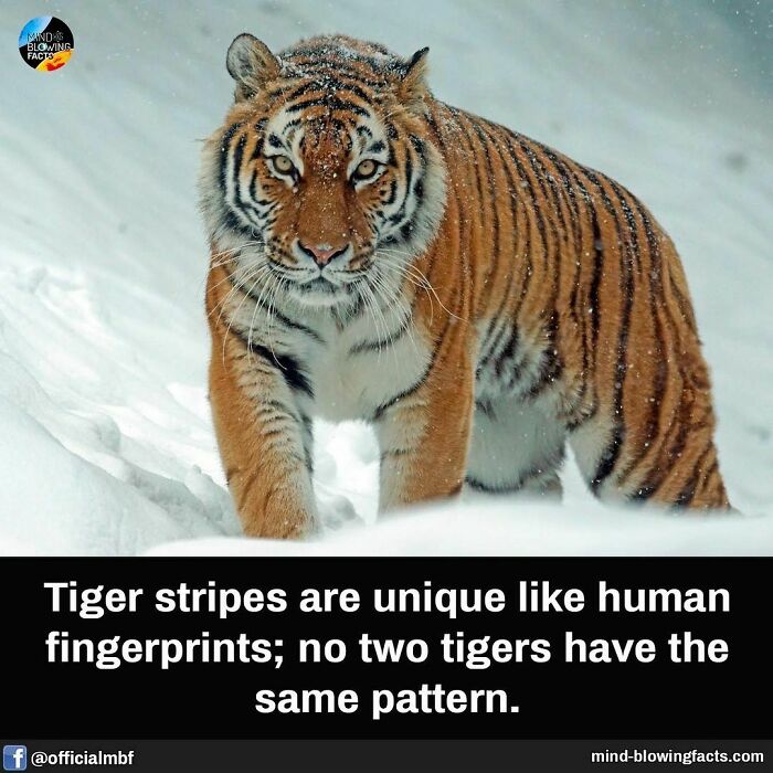 Tiger walking in snow, showcasing unique stripes; no two share the same pattern, like human fingerprints.