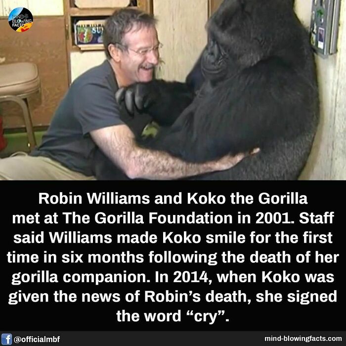 Man embracing a gorilla at The Gorilla Foundation with a smile, part of fascinating facts.
