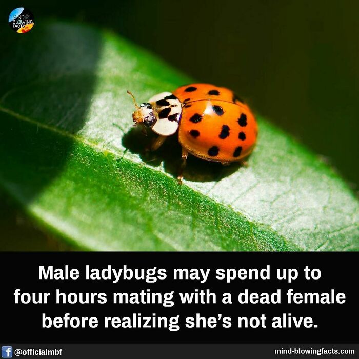 Ladybug on a leaf with text about a fascinating ladybug fact.