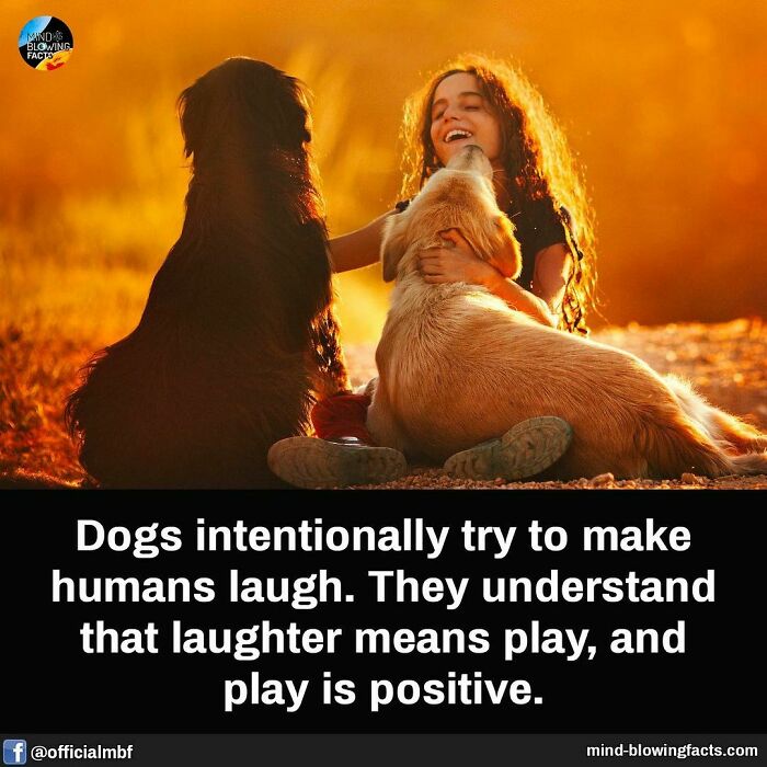 A girl laughing with two dogs while sitting outside, highlighting fascinating facts about dog behavior.
