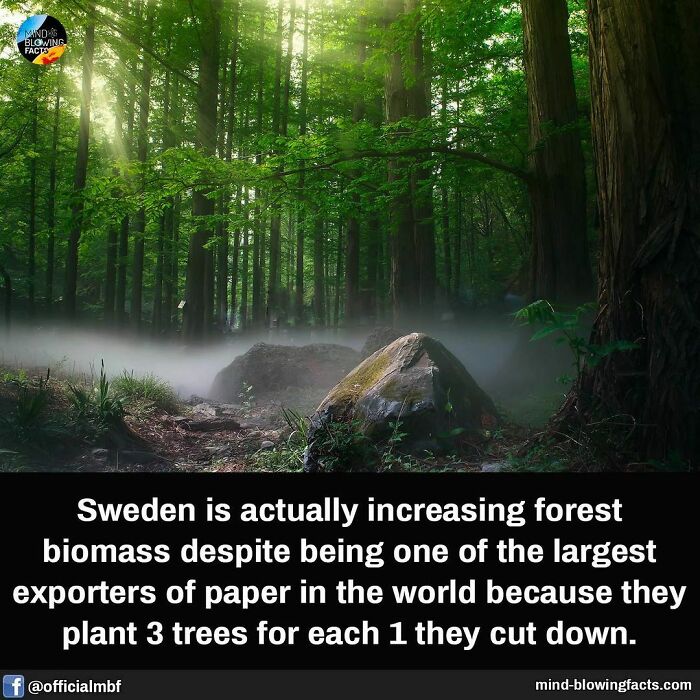 Misty forest with sunlight, highlighting a fact about Sweden's forest biomass increase and sustainable tree planting.