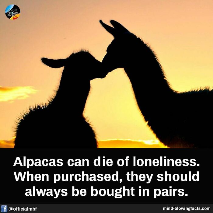 Silhouetted alpacas nuzzle at sunset, emphasizing fascinating facts about their social needs.