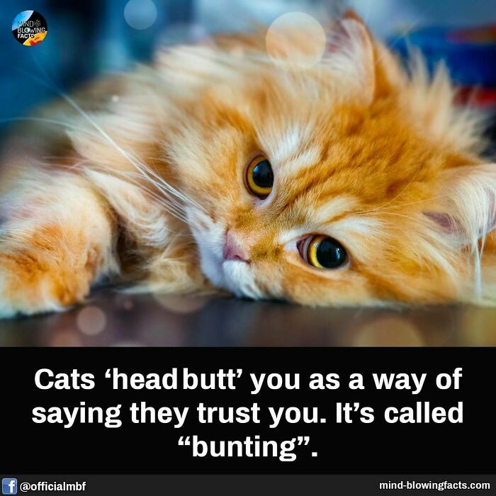 Ginger cat lying down, demonstrating bunting behavior, a fascinating fact about feline trust.