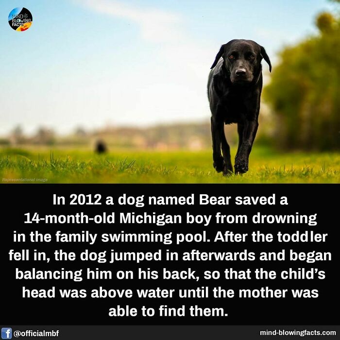 A black dog walking on grass, related to fascinating facts about animal heroes.