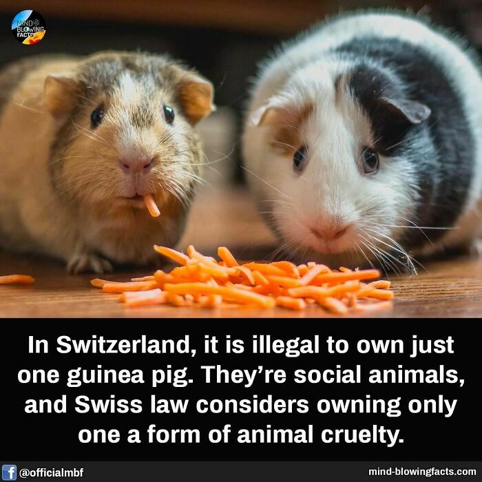 Guinea pigs eating carrots; Swiss law prohibits owning one due to their social nature.