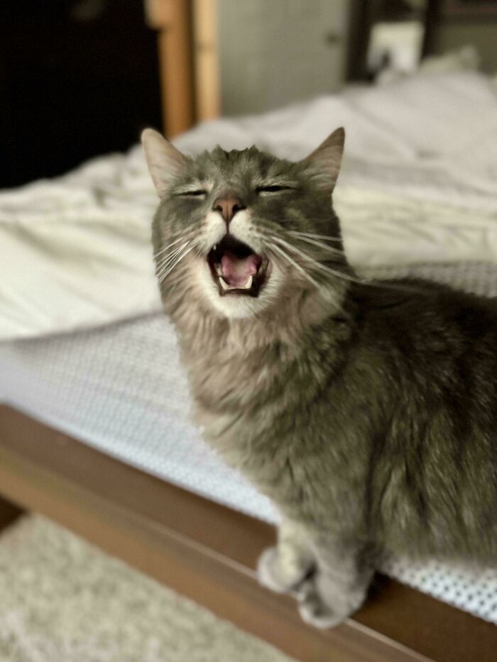 Gray cat on a bed, mouth open, appearing vocal and dramatic. Feline drama queen showing its personality.