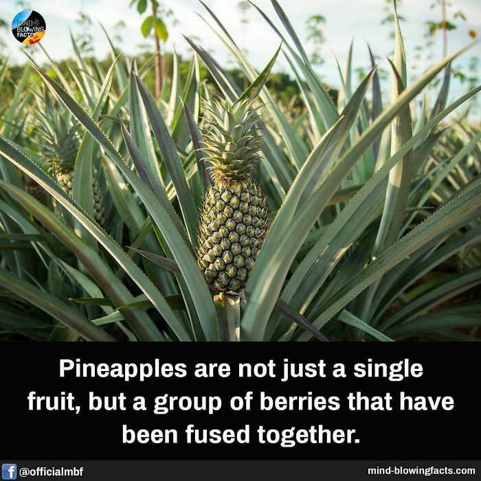 Pineapple growing in field with facts about amazing berries shared on Instagram page dedicated to fun facts.