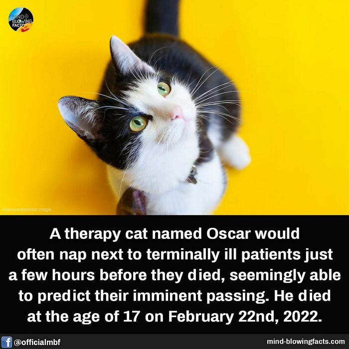 Black and white therapy cat on a yellow background sharing amazing facts about predicting patients' passing.