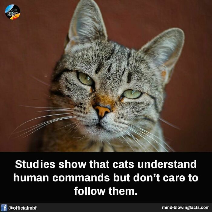 Close-up of a tabby cat illustrating amazing facts shared on an Instagram page about curious animal behavior.