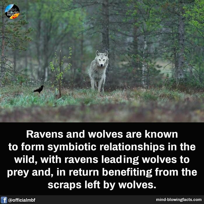 Wolf and raven in a forest showing symbiotic relationships, an amazing fact shared on a popular Instagram page.