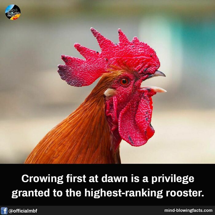 Close-up of a rooster with bright red comb sharing an amazing fact about crowing first at dawn on Instagram page.