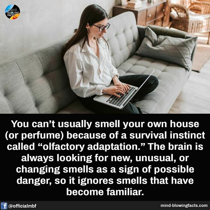 Woman sitting on a couch using a laptop with an amazing fact about olfactory adaptation and survival instincts.