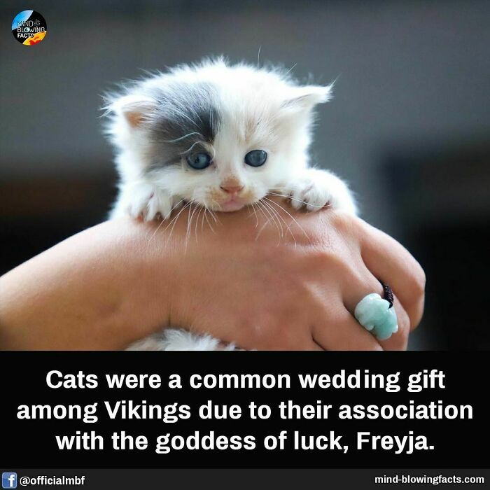 Cute kitten held in a hand with an amazing fact about cats shared on an Instagram page focused on amazing facts.