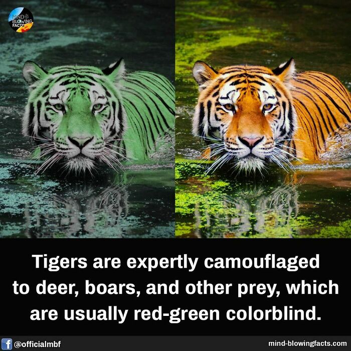 Image showing how tigers are camouflaged to red-green colorblind prey, illustrating amazing facts from Instagram.
