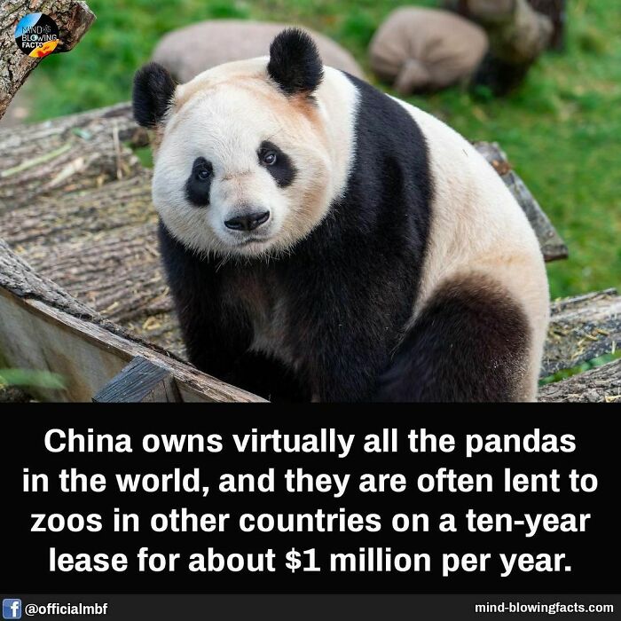 Panda facts shared on an Instagram page, highlighting China owning nearly all pandas worldwide and leasing them to zoos.