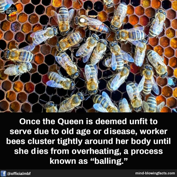 Close-up of worker bees clustering tightly around an old queen bee on a honeycomb, showing a natural behavior fact.