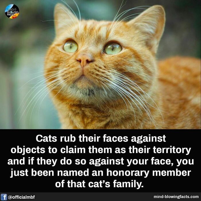 Close-up of an orange cat with green eyes illustrating amazing facts shared on a popular Instagram page.