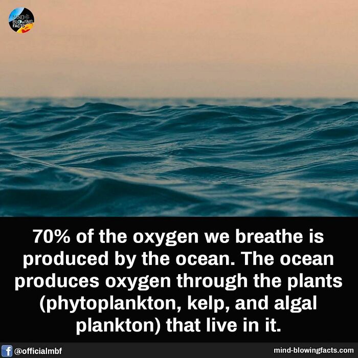 Ocean produces 70% of the oxygen we breathe through plants like phytoplankton, kelp, and algal plankton facts from Instagram page.