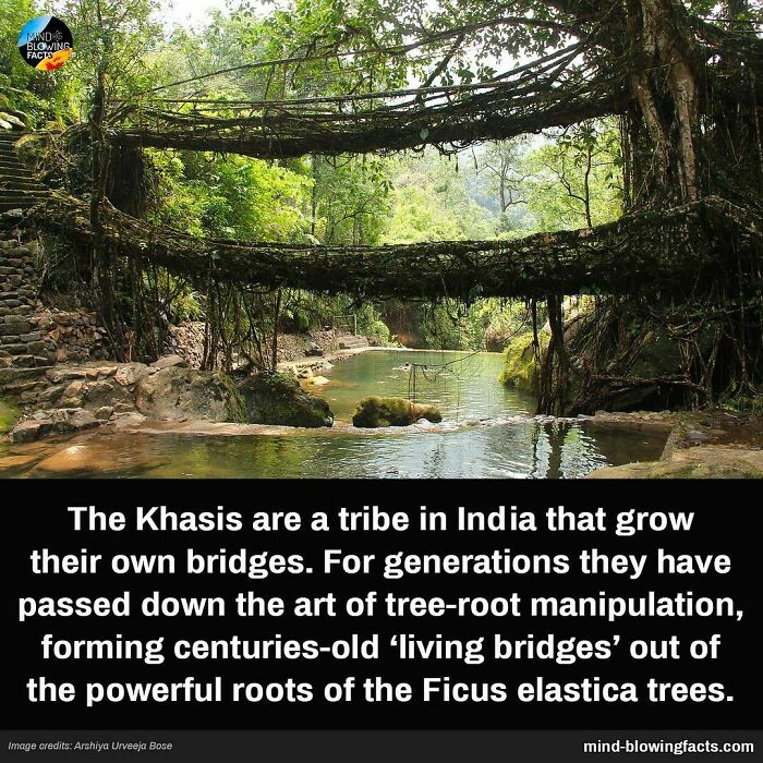 Amazing facts about Khasi tribe growing living tree-root bridges from Ficus elastica roots in India over generations.