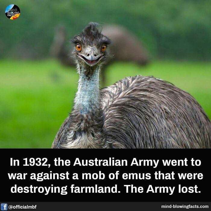 Emu with expressive eyes and feathers featured on an Instagram page sharing amazing facts and mind-blowing trivia.