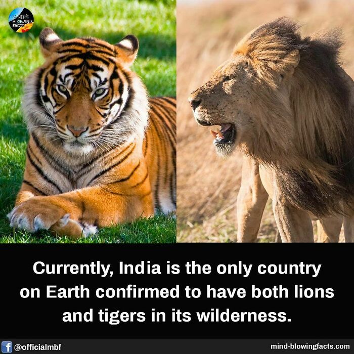 Tiger lying on grass and lion standing in wilderness, highlighting amazing wildlife facts from Instagram page.