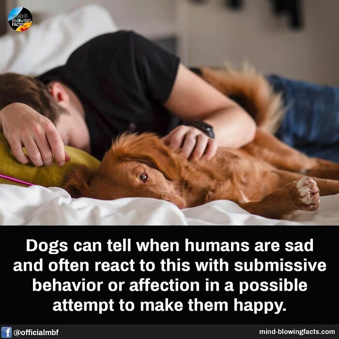 Person lying on bed with dog showing affectionate behavior, illustrating amazing facts about dogs and human emotions.