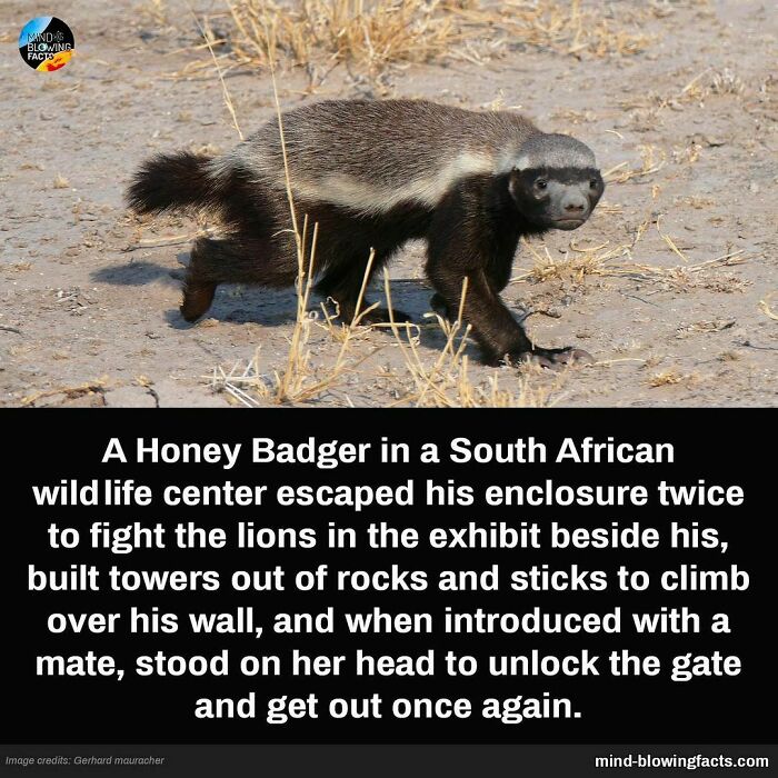 Honey Badger in a South African wildlife center showcasing amazing facts about animal intelligence and escape skills.
