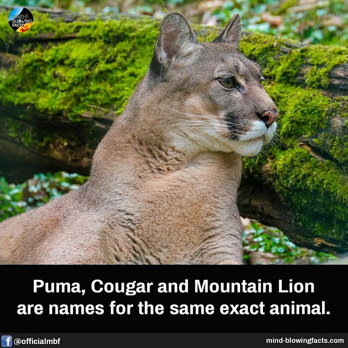 Puma resting near mossy log in forest illustrating amazing facts about animals from Instagram page.