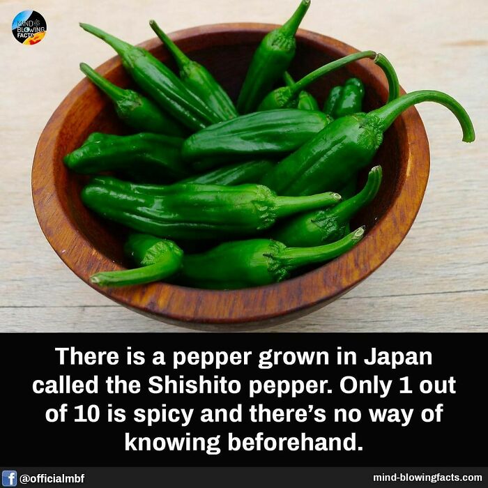 Wooden bowl filled with fresh Shishito peppers, featured on an Instagram page sharing amazing facts about unique foods.