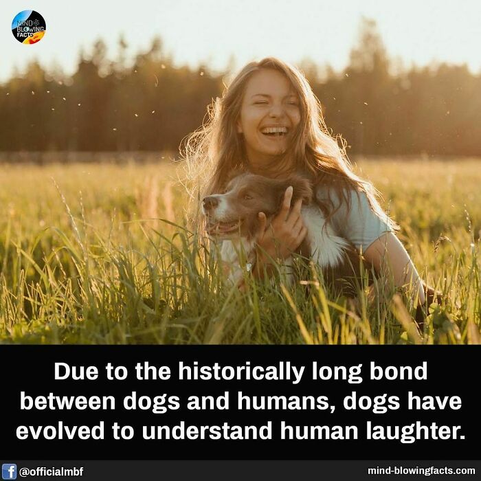 A woman laughing in a field with her dog, illustrating amazing facts about the bond between dogs and humans.