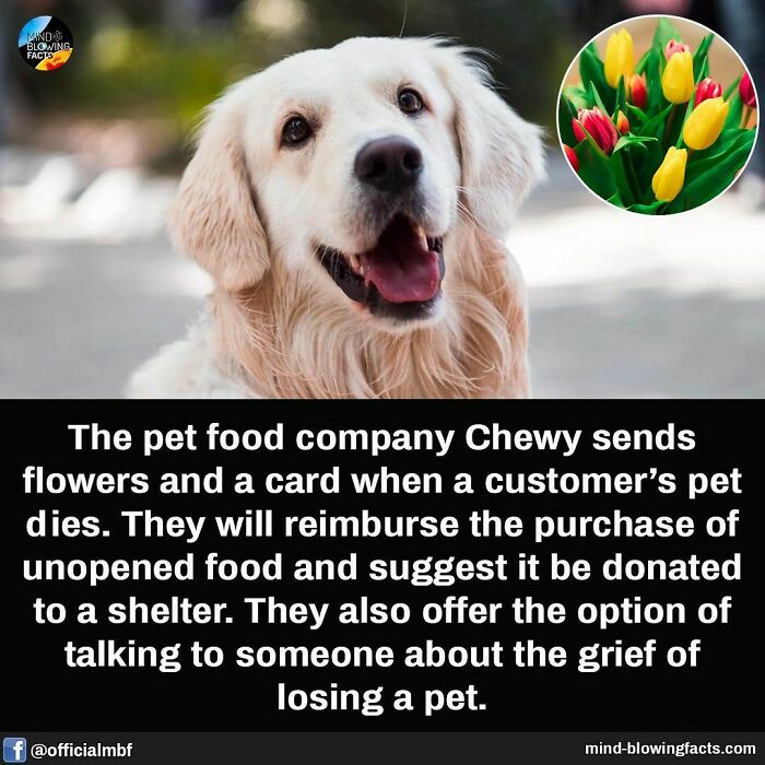 A happy golden retriever with text on pet food company Chewy's support for customers after losing a pet, amazing facts shared.