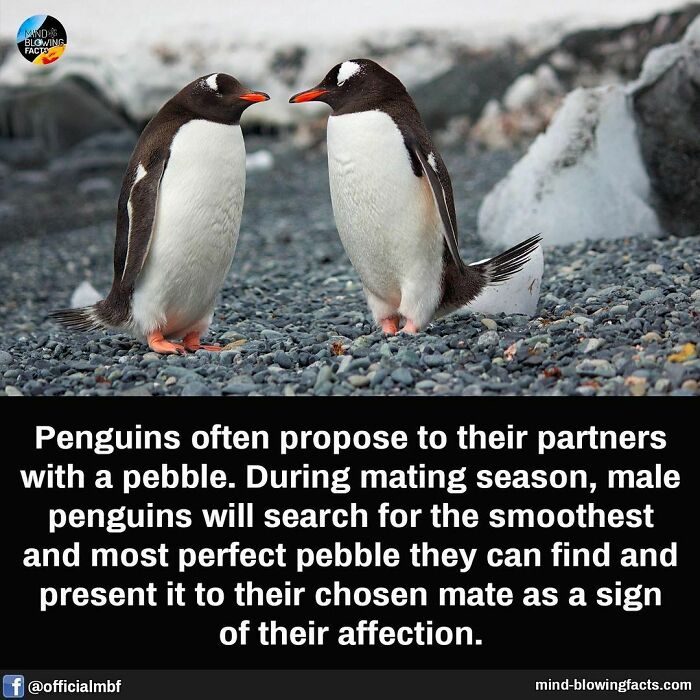 Two penguins on rocky ground illustrating amazing facts about animal behavior shared on an Instagram page