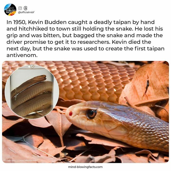 Deadly taipan snake close-up with a story about its role in creating the first taipan antivenom shared on Instagram facts page.