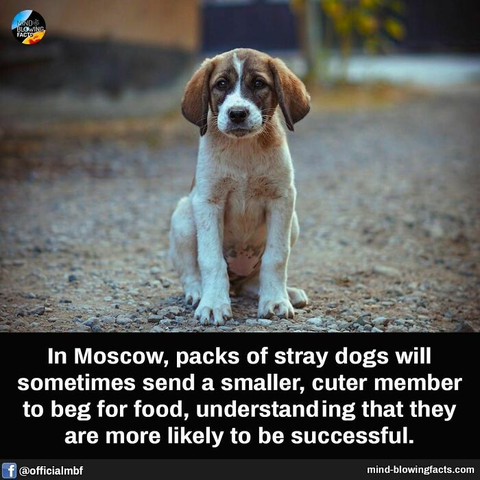 Stray dog sitting on gravel with fact about packs sending smaller members to beg for food shared on Instagram page.