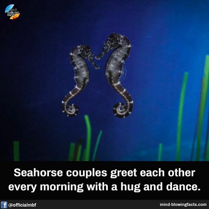 Two seahorses facing each other underwater, showcasing amazing facts about seahorse couples and their unique greeting behavior.